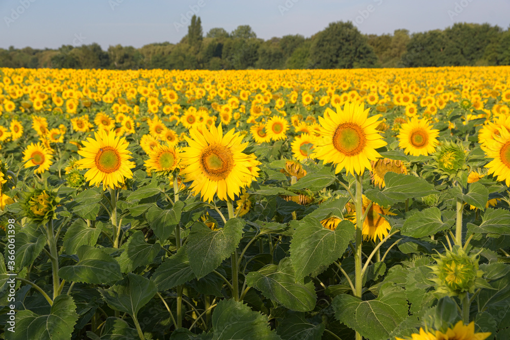 Fototapeta premium Sonnenblumenfeld im Elsass im Grand Ried