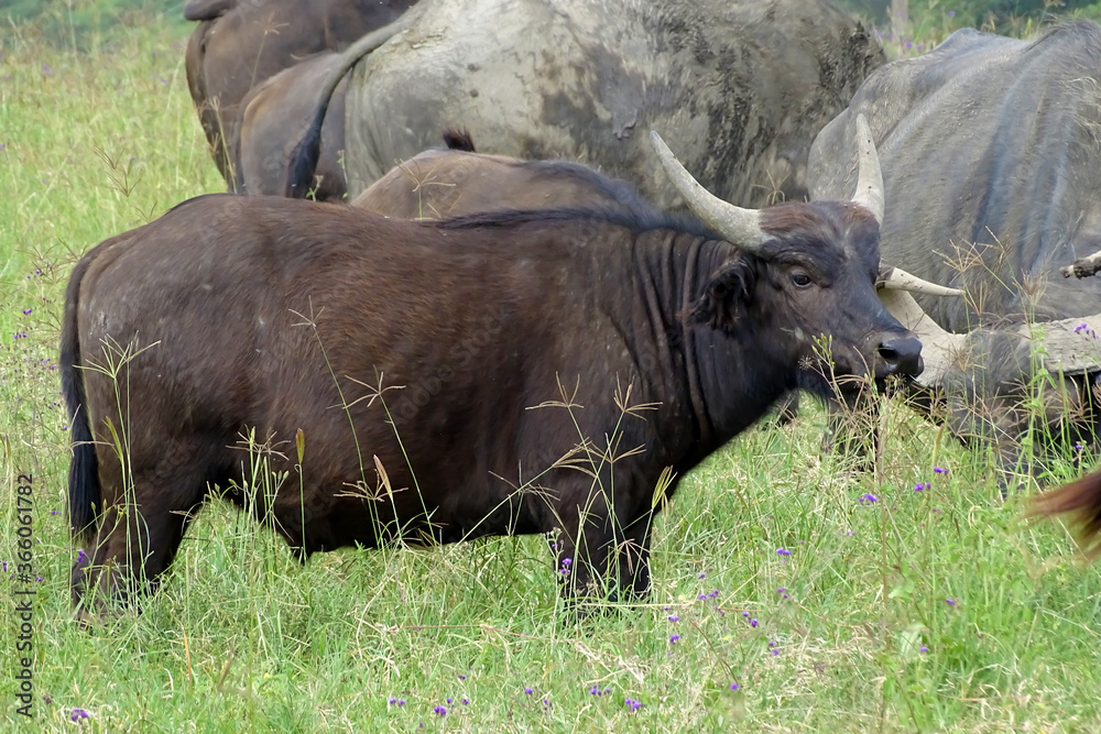 Obraz premium Syncerus caffer caffer