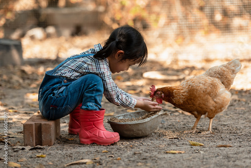 Asian little girl and young woman feed the chicken in layer and house farm eggs.  People kid woking outdoor stay home.
