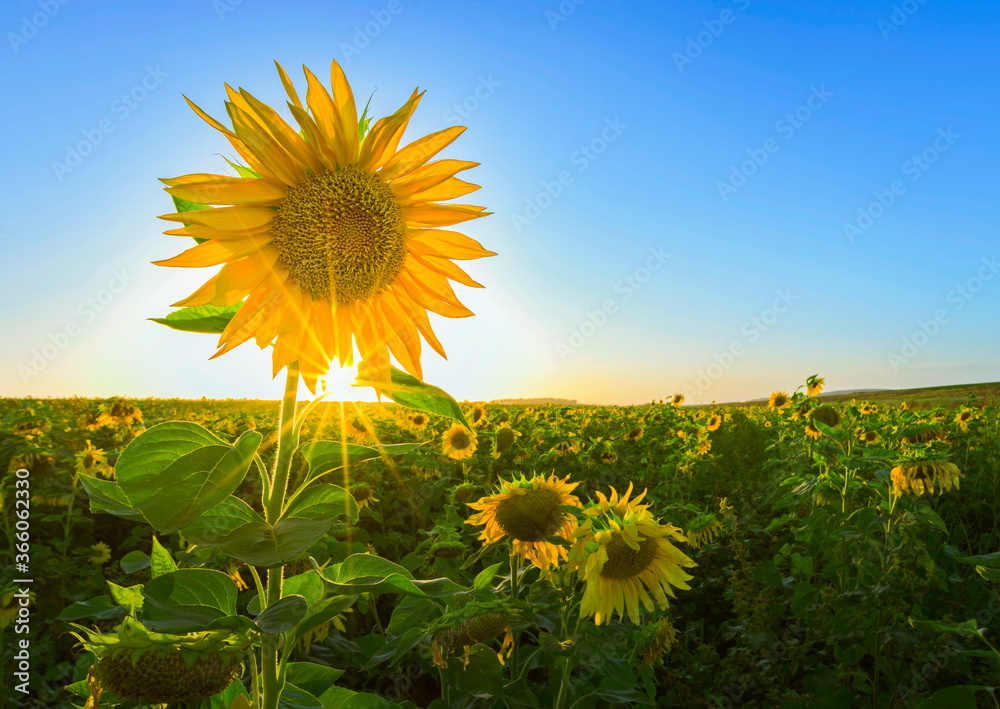 Ben's-Eye-View: Japanese Boxing and Sunflowers Facing the Sun