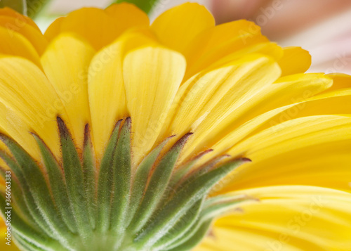 Colorful yellow calendula marigold flower sepal from below macro wallpaper