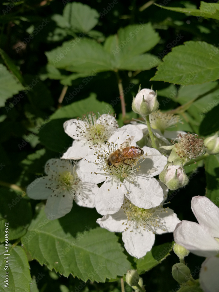 Tuscany, Grosseto Maremma, Bee looks for pollen on berry flower, blackberry Tuscany, Grosseto Maremma, Bee looks for pollen on berry flower, blackberry