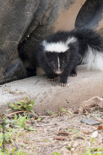 Cute baby skunk