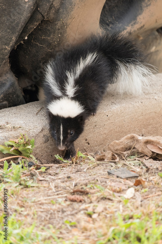 Cute baby skunk © davorbozo