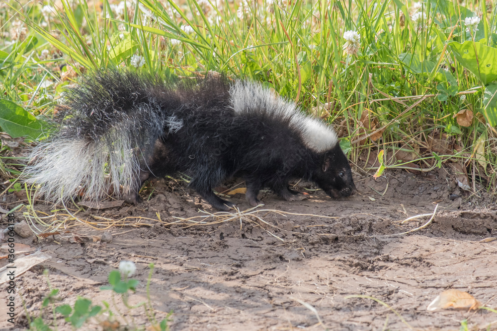 Cute baby skunk Cute baby skunk
