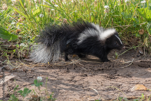Cute baby skunk