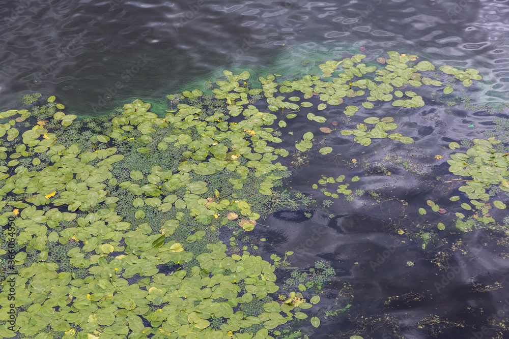 Water lilies float on the water with lily flowers. Textured surface lily many green leaves. the Dnipro (Dnieper) River, Kyiv, Ukraine. Water lilies float on the water with lily flowers. Textured surface lily many green leaves. the Dnipro (Dnieper) River, Kyiv, Ukraine.