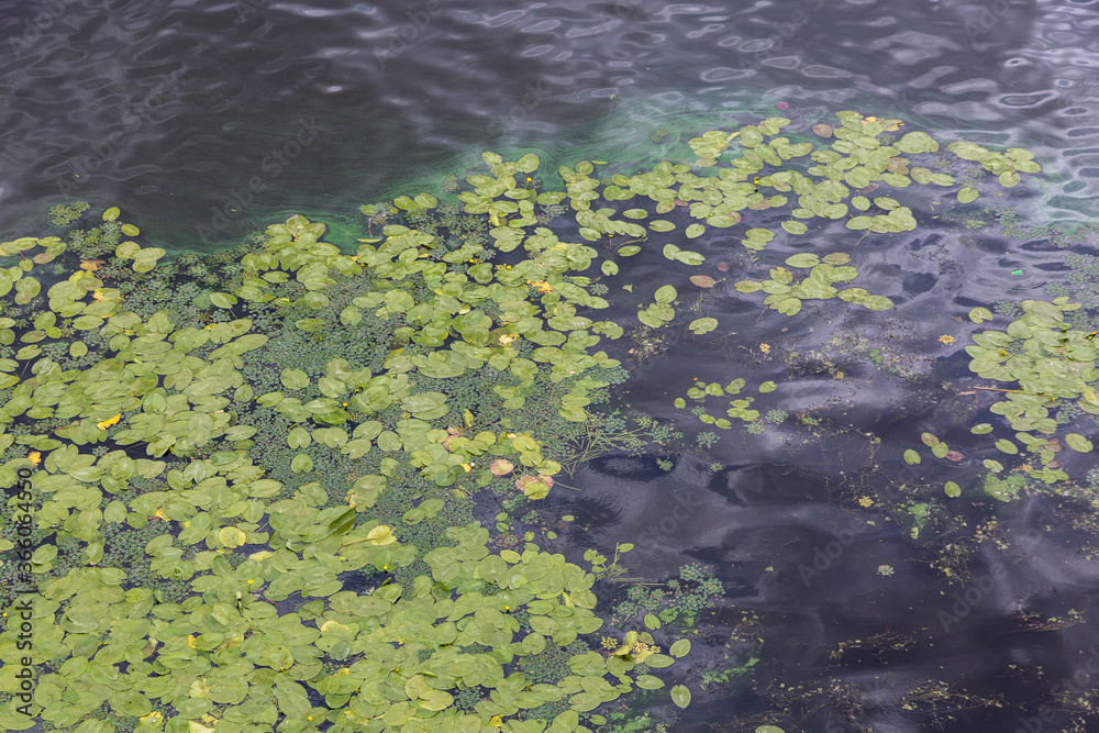 Water lilies float on the water with lily flowers. Textured surface lily many green leaves. the Dnipro (Dnieper) River, Kyiv, Ukraine.