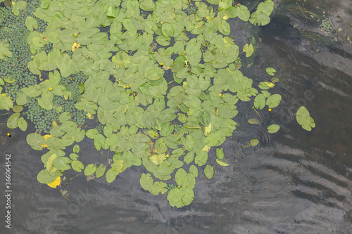 Water lilies float on the water with lily flowers. Textured surface lily many green leaves