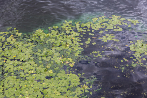 Water lilies float on the water with lily flowers. Textured surface lily many green leaves. the Dnipro (Dnieper) River, Kyiv, Ukraine.
