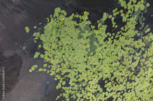 Aerial view of pond with yellow waterlily flowers, green leaf, duckweed in a summer day. the Dnipro (Dnieper) River, Kyiv, Ukraine.