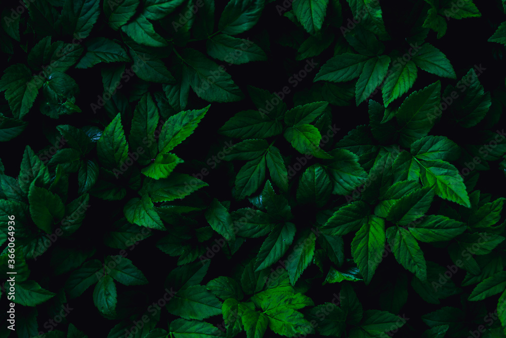 dark green leaves, abstract flora texture