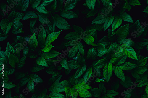 dark green leaves, abstract flora texture
