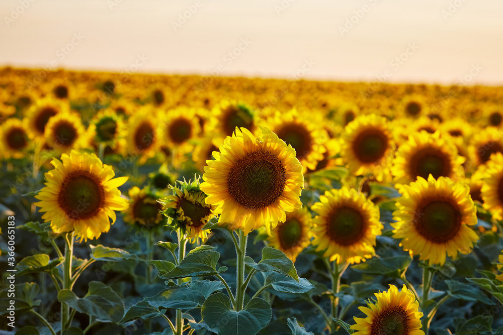Flowers of sunflowers on the field