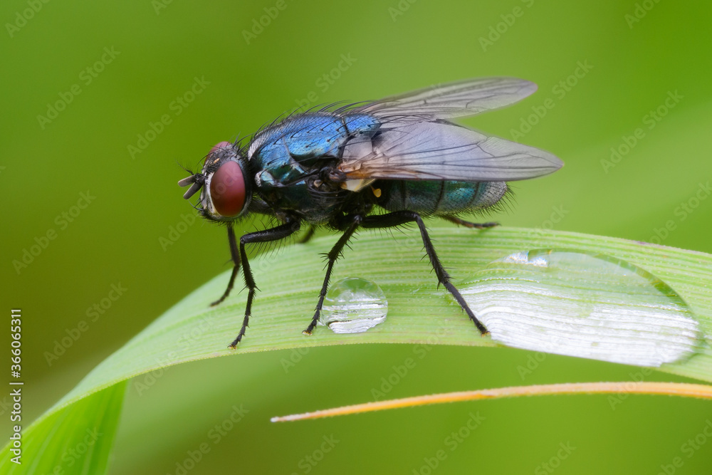 Blue bottle fly sitting motionless on a leaf of grass after rain. With two water drops, closeup. Genus species Calliphora vomitoria. Blue bottle fly sitting motionless on a leaf of grass after rain. With two water drops, closeup. Genus species Calliphora vomitoria.