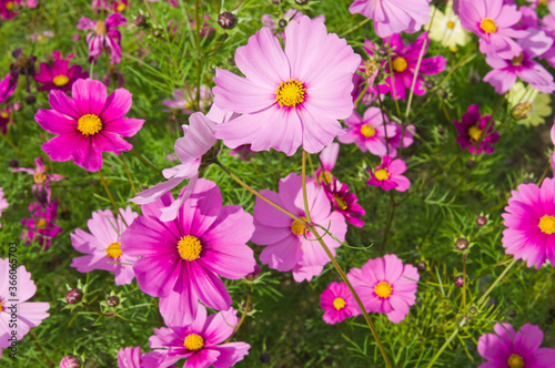 This is the Cosmos Garden.Cosmos flowers are in full bloom.