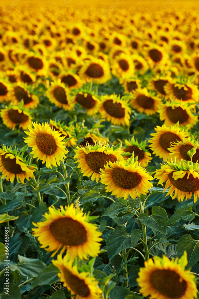 Flowers of sunflowers on the field Flowers of sunflowers on the field