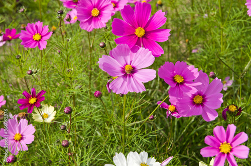 This is the Cosmos Garden.Cosmos flowers are in full bloom.