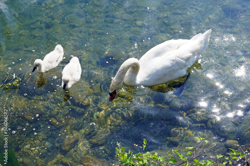 Fototapeta Naklejka Na Ścianę i Meble -  Italy, Lombardy, Adda river, swan with chicks
