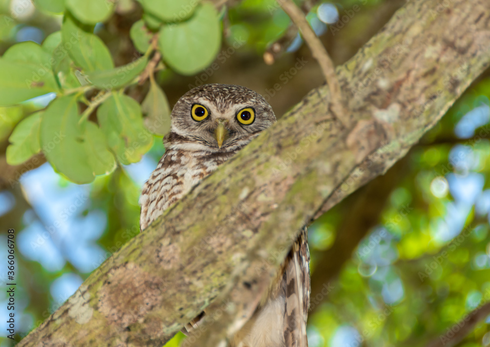 Yellow-eyed burrowing owl peeking from behind branch Yellow-eyed burrowing owl peeking from behind branch