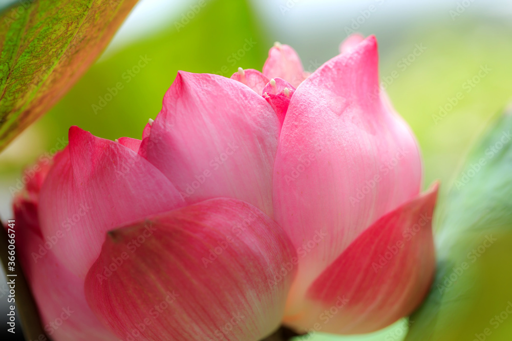 Blooming pink lotus is beautiful in the pond. Blooming pink lotus is beautiful in the pond.