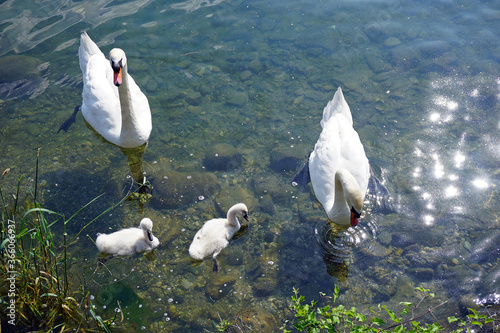 Fototapeta Naklejka Na Ścianę i Meble -  Italy, Lombardy, Adda river, swan with chicks
