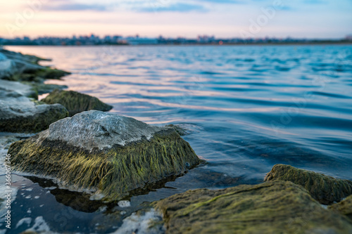 stones in river are covered with green ooze.