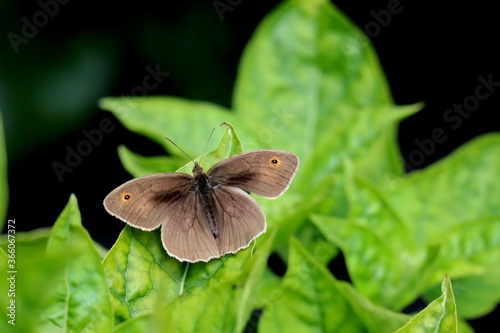 Meadow Brown Butterfly