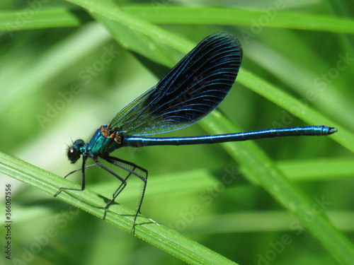 dragonfly, стрекоза © Валерия Яскович