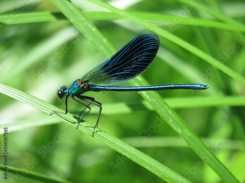 стрекоза, dragonfly © Валерия Яскович