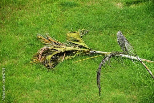 Flood, water greens photo