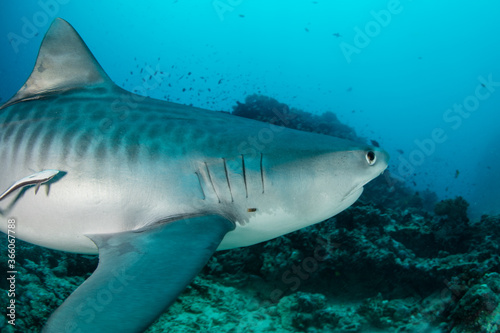 A young Tiger shark  Galeocerdo cuvier  cruises above a coral reef in Fiji. This dangerous species can grow over 16 ft in length and are found worldwide in tropical waters.
