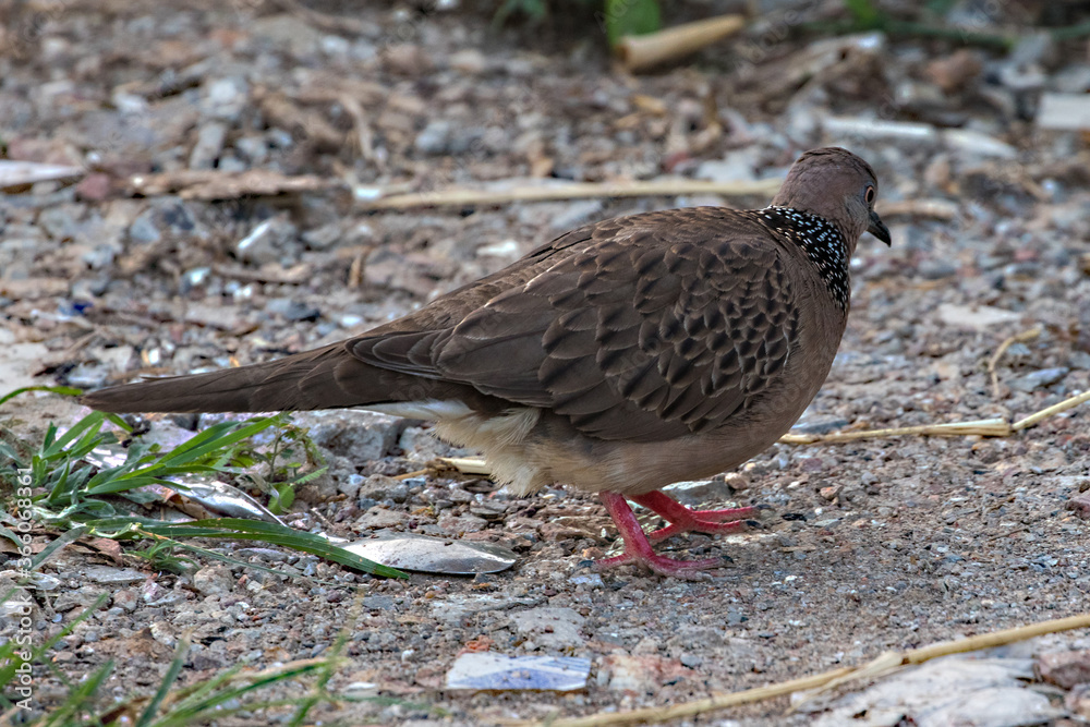 Obraz premium Spotted Dove (Streptopelia chinensis) feeds on the ground, on the island of Koh Lanta in southern Thailand.