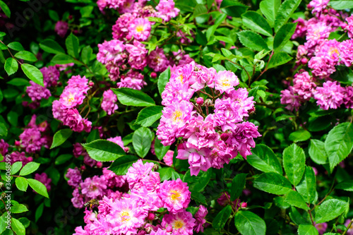 Bush with many delicate vivid pink magenta rose in full bloom and green leaves in a garden in a sunny summer day  beautiful outdoor floral background photographed with soft focus.