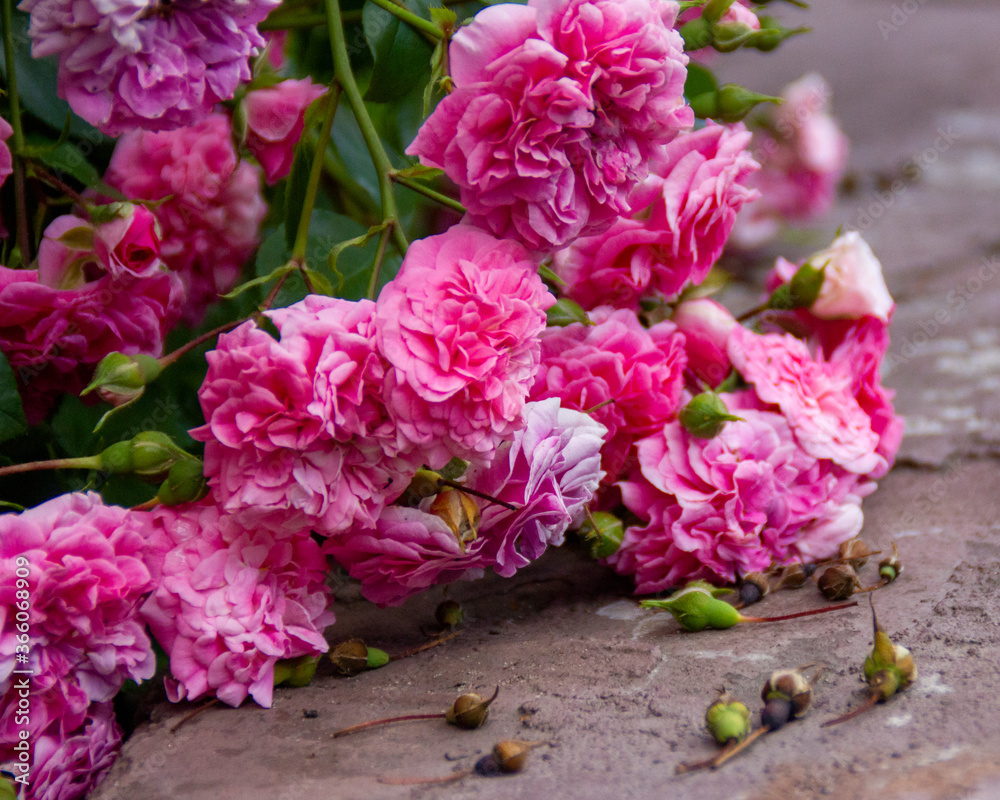 pink roses in the garden