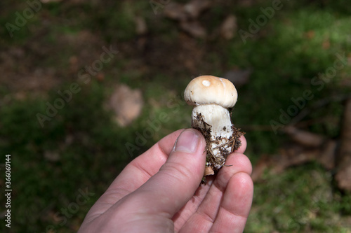 Edible mushroom in the autumn forest, close up