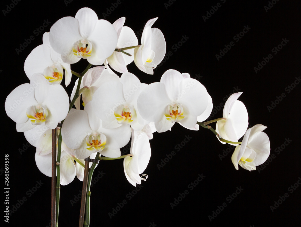 Fototapeta premium Biała orchidea # 03