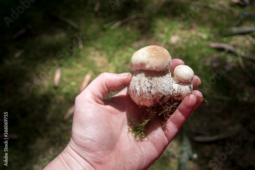Quadro su tela Edible mushroom in the autumn forest, close up