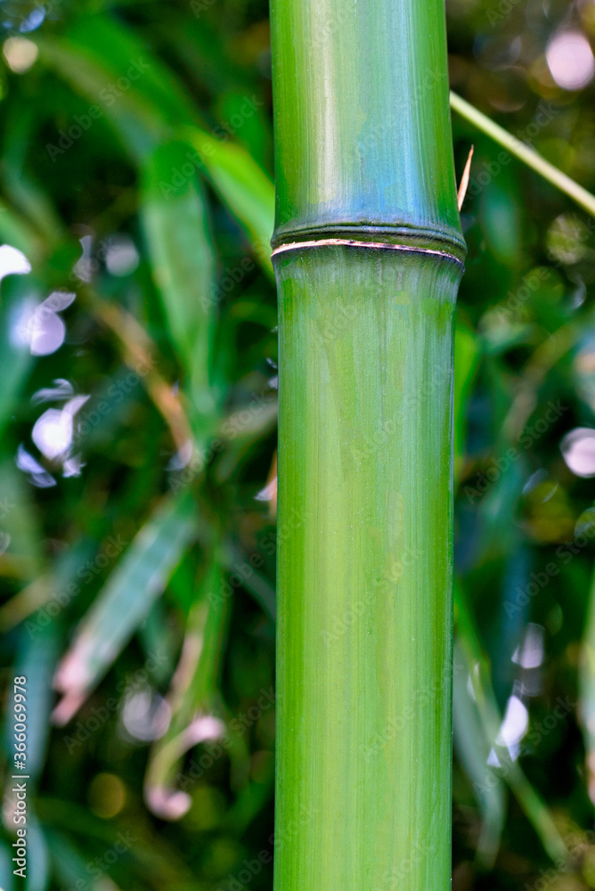 Fototapeta premium 青竹