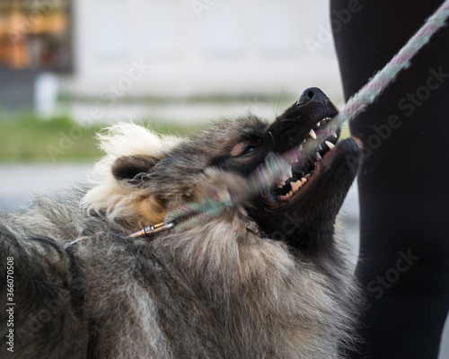 Portrait of male wolfspitz breed dog biting leash