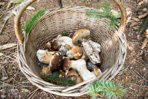 Delicious freshly picked wild mushrooms from the local forest, mushrooms in a wicker basket on a needles