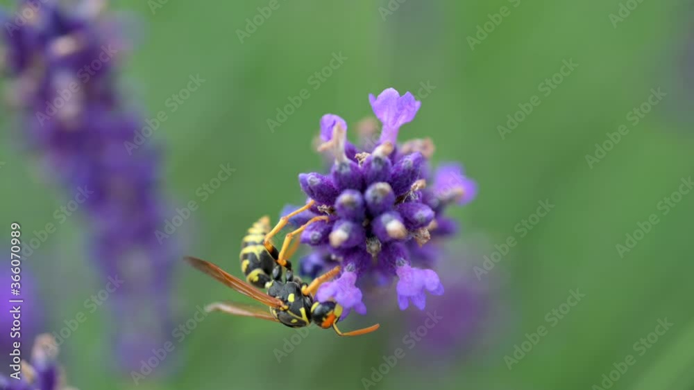 Close-up of Honey Bee on Blooming Fragrant Lavender. lavender purple aromatic flowers at lavender fields of the French Provence. Nature Background. Close-up of Honey Bee on Blooming Fragrant Lavender. lavender purple aromatic flowers at lavender fields of the French Provence. Nature Background.