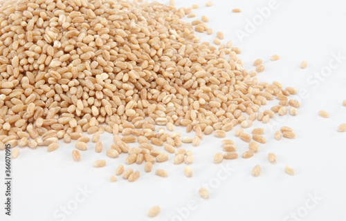 Wheat is a grass widely cultivated for its seed, a cereal grain which is a worldwide staple food.