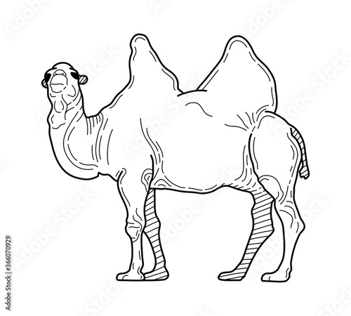 Arabian camel hand drawn icon isolated on white background vector illustration. Eastern ethnic culture element, traditional symbol.