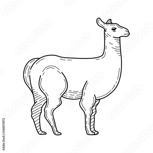 Hand drawn pencil illustration of llama. Mountain animal. Vector illustration.
