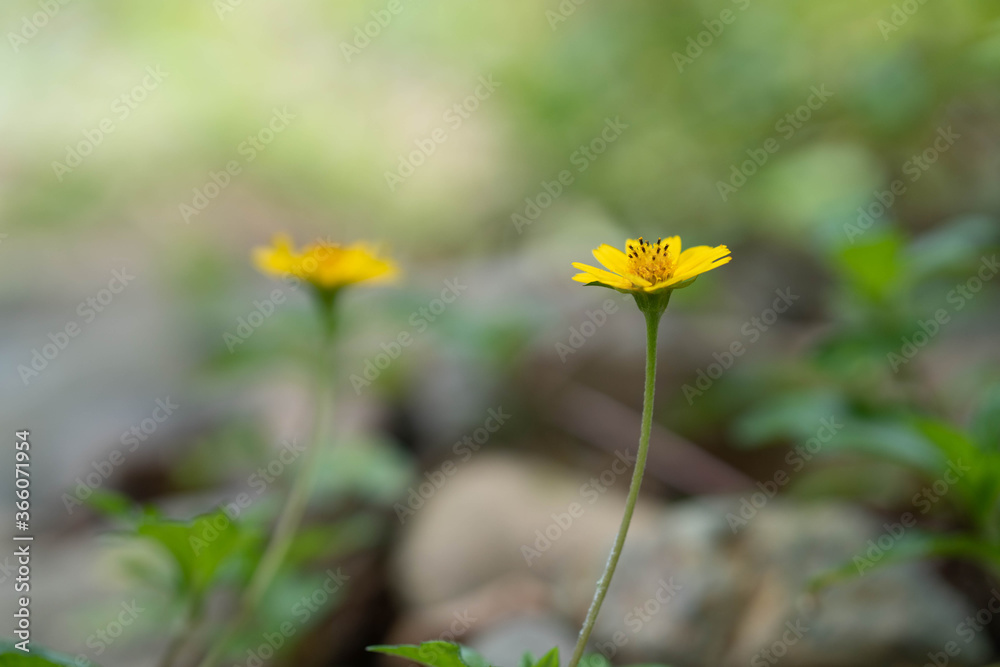 Close-up of singapore dailsy flowers and this photo was taken with the flowers near to be clear and blur flowers at a distance. Close-up of singapore dailsy flowers and this photo was taken with the flowers near to be clear and blur flowers at a distance.