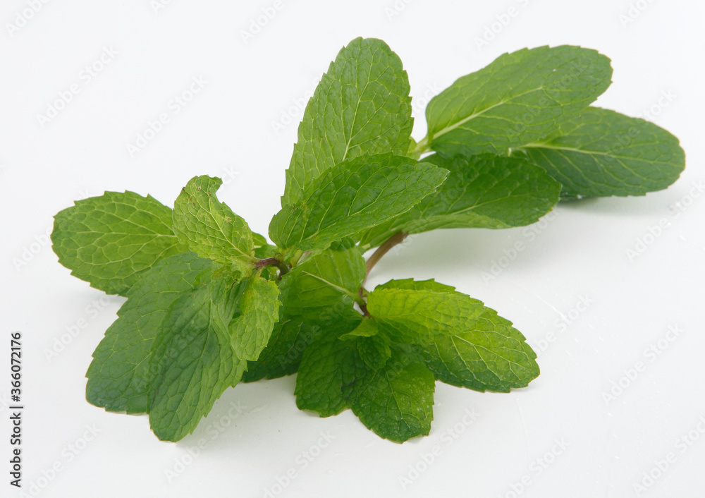 Mints are aromatic, almost exclusively perennial herbs. They have widespreading underground and