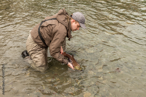 A fisherman releasing a red sockeye salmon back into the river - catch and release
