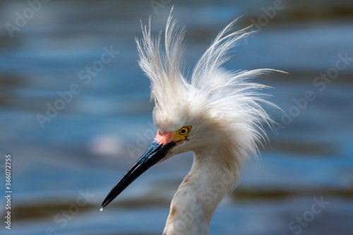 Fotografie A Snowy Egret having a bad hair day