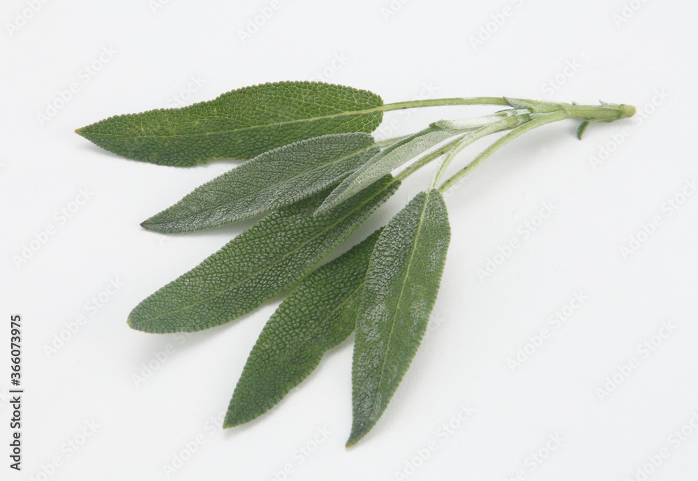 Sage is an herb. The leaf is used to make medicine. Sage is used for
